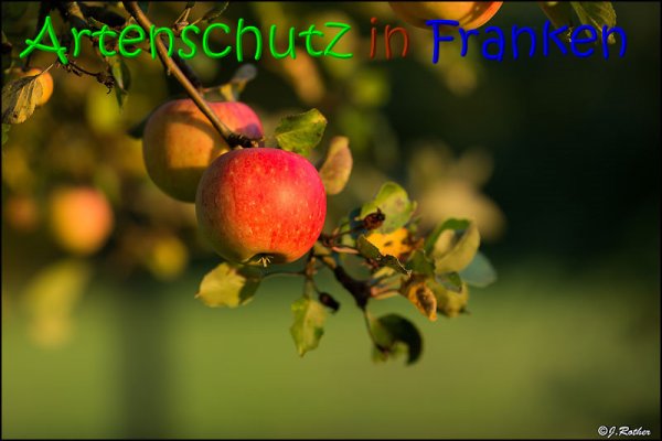 Copyright AiS Johannes Rother Bild zum Eintrag (69460-160)