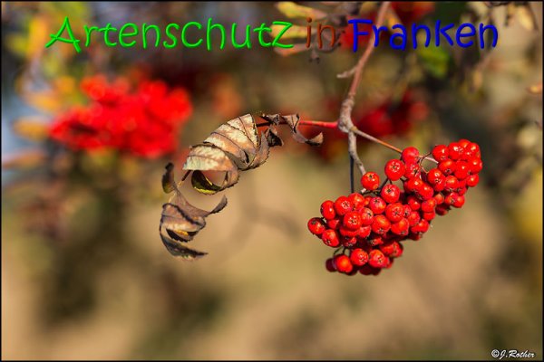 Copyright AiS Johannes Rother Bild zum Eintrag (69527-160)