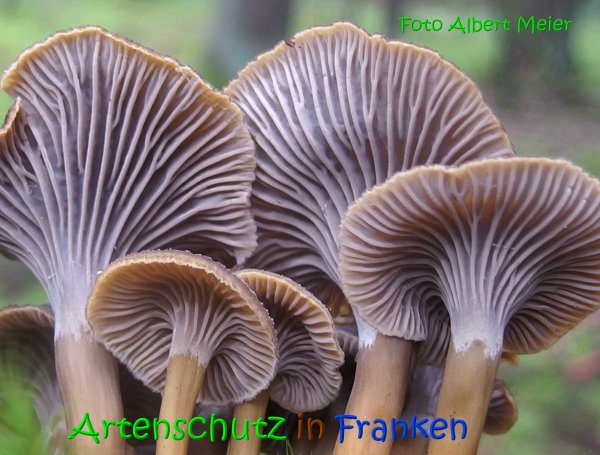 Copyright AiS Albert Meier Bild zum Eintrag (69616-160)