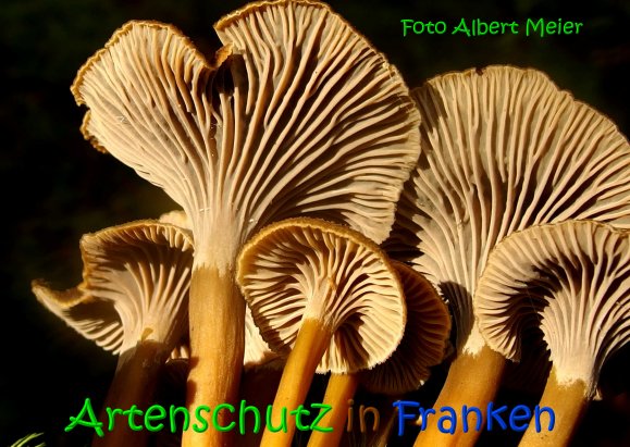 Copyright AiS Albert Meier Bild zum Eintrag (69618-160)