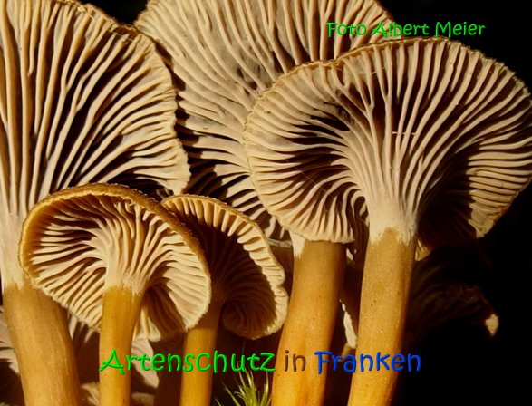 Copyright AiS Albert Meier Bild zum Eintrag (69619-160)