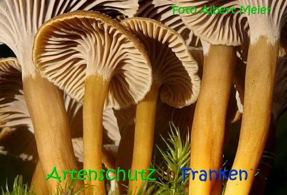 Copyright AiS Albert Meier Bild zum Eintrag (69620-160)
