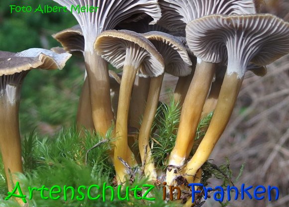 Copyright AiS Albert Meier Bild zum Eintrag (69621-160)