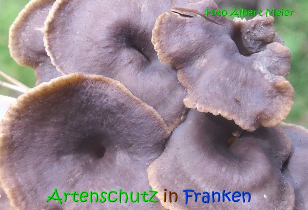 Copyright AiS Albert Meier Bild zum Eintrag (69623-160)