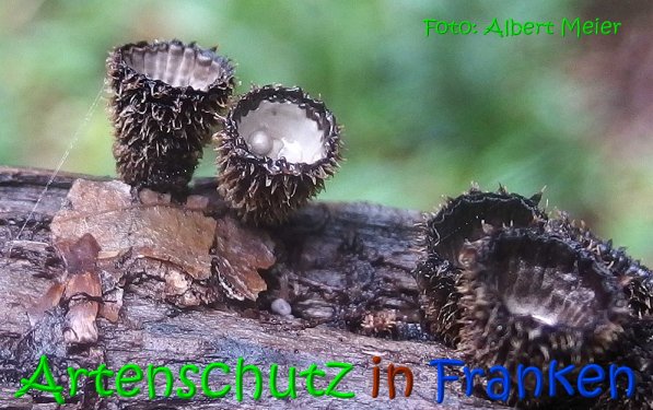 Copyright AiS Albert Meier Bild zum Eintrag (69692-160)