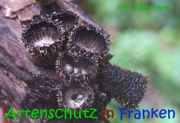 Copyright AiS Albert Meier Bild zum Eintrag (69693-160)