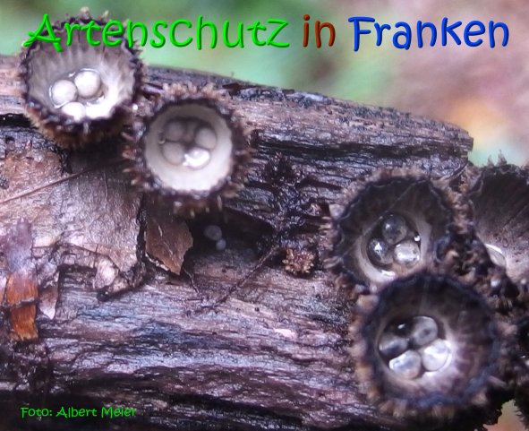 Copyright AiS Albert Meier Bild zum Eintrag (69694-160)