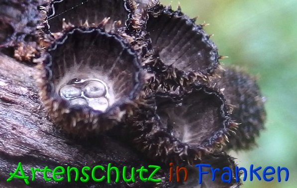Copyright AiS Albert Meier Bild zum Eintrag (69696-160)