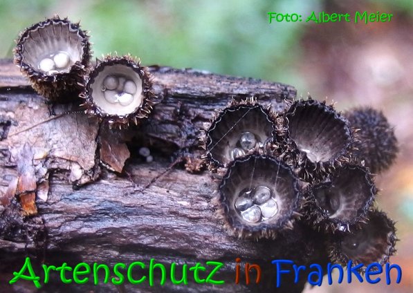 Copyright AiS Albert Meier Bild zum Eintrag (69697-160)