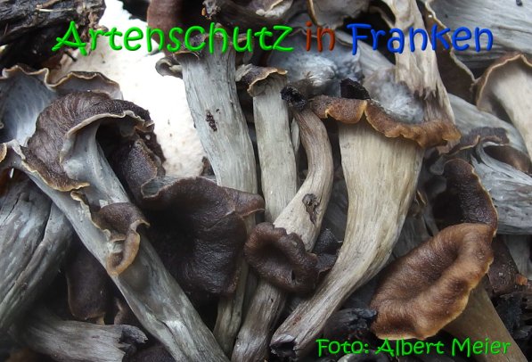 Copyright AiS Albert Meier Bild zum Eintrag (69706-160)