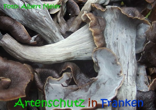 Copyright AiS Albert Meier Bild zum Eintrag (69707-160)