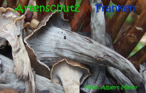 Copyright AiS Albert Meier Bild zum Eintrag (69708-160)