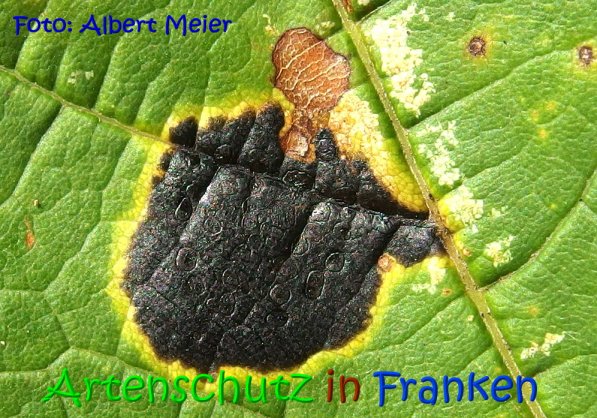 Copyright AiS Johannes Rother Bild zum Eintrag (69712-160)