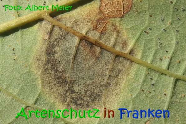 Copyright AiS Albert Meier Bild zum Eintrag (69713-160)