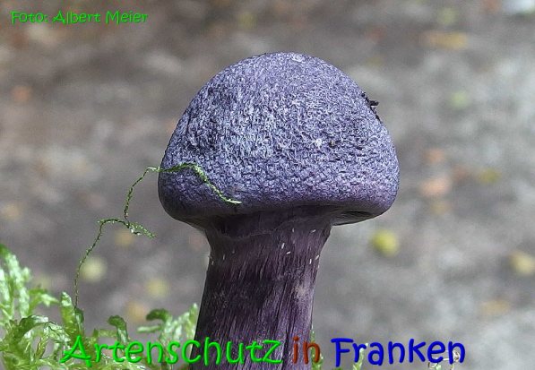 Copyright AiS Albert Meier Bild zum Eintrag (69784-160)