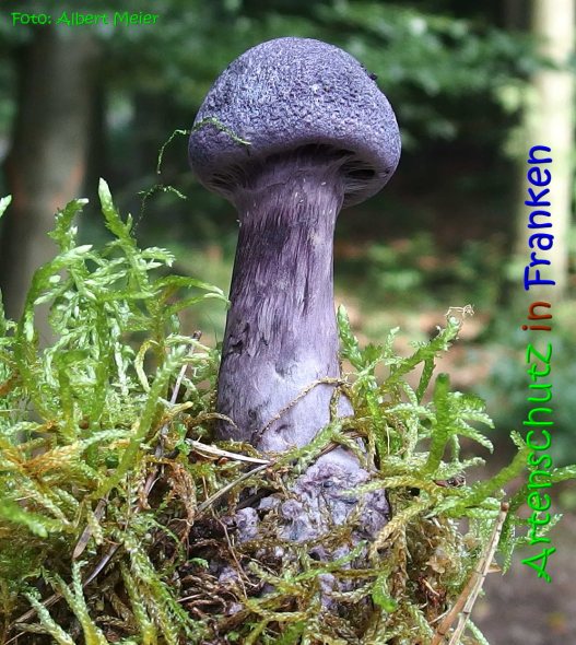 Copyright AiS Albert Meier Bild zum Eintrag (69785-160)