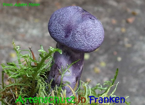 Copyright AiS Albert Meier Bild zum Eintrag (69786-160)