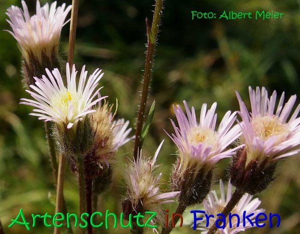 Copyright AiS Albert Meier Bild zum Eintrag (70180-160)