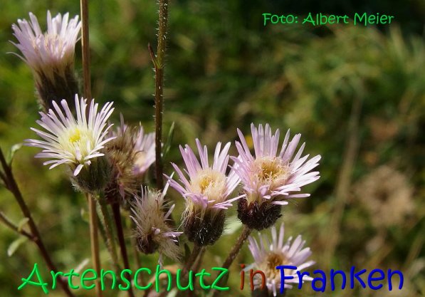 Copyright AiS Albert Meier Bild zum Eintrag (70181-160)