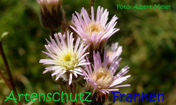 Copyright AiS Albert Meier Bild zum Eintrag (70184-160)