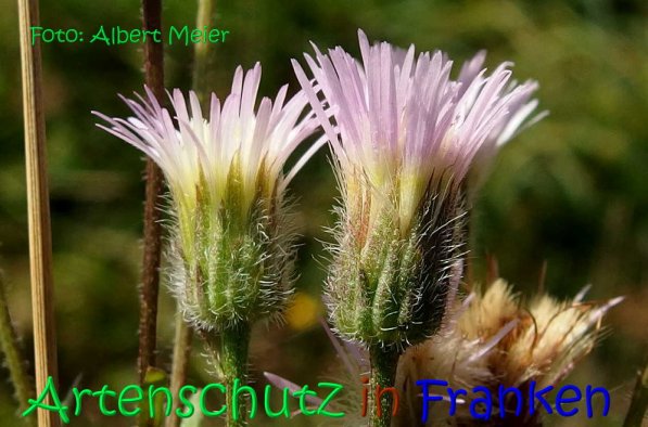 Copyright AiS Albert Meier Bild zum Eintrag (70185-160)