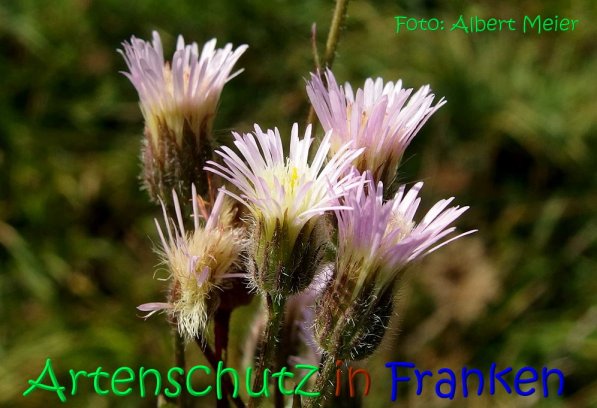 Copyright AiS Albert Meier Bild zum Eintrag (70187-160)