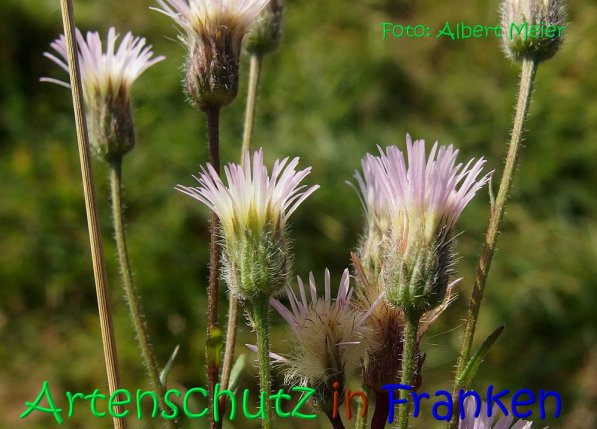 Copyright AiS Albert Meier Bild zum Eintrag (70188-160)