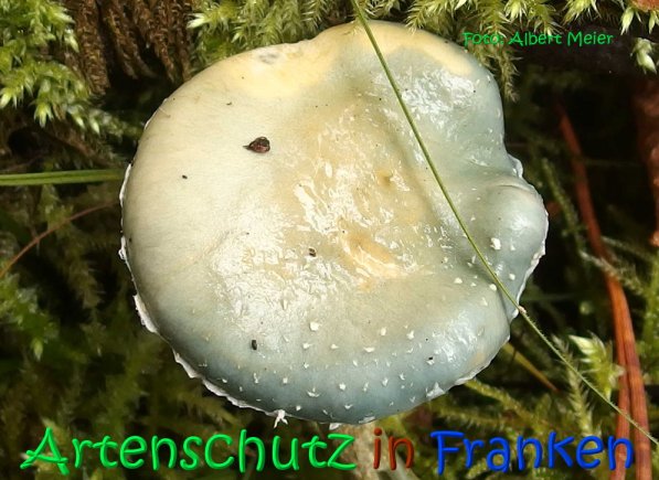 Copyright AiS Albert Meier Bild zum Eintrag (70535-160)