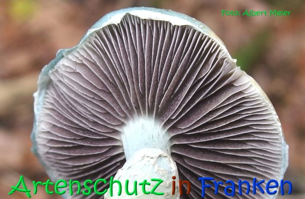 Copyright AiS Albert Meier Bild zum Eintrag (70537-160)