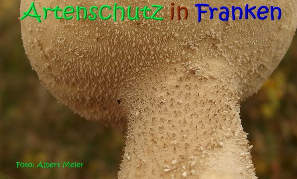 Copyright AiS Albert Meier Bild zum Eintrag (70664-160)