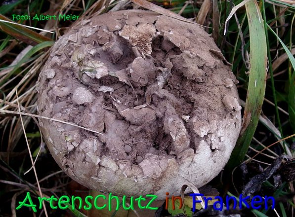 Copyright AiS Albert Meier Bild zum Eintrag (70669-160)