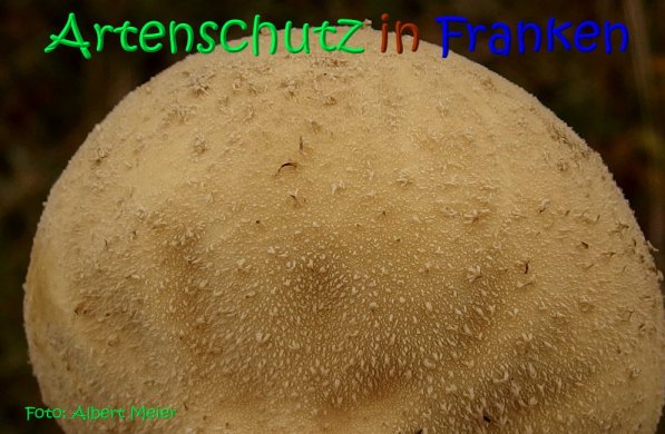 Copyright AiS Albert Meier Bild zum Eintrag (70671-160)