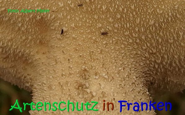 Copyright AiS Albert Meier Bild zum Eintrag (70672-160)
