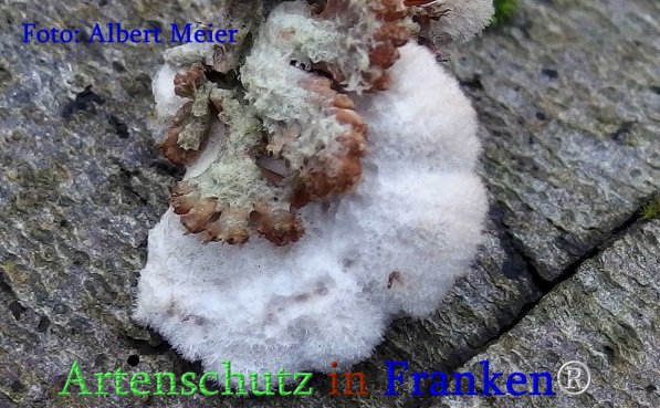Copyright AiS Albert Meier Bild zum Eintrag (71389-160)