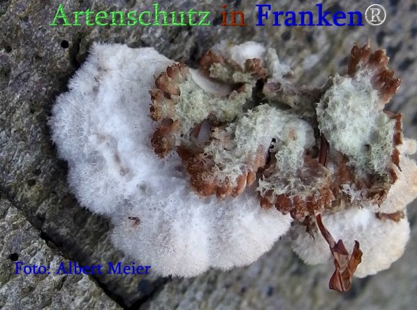 Copyright AiS Albert Meier Bild zum Eintrag (71390-160)