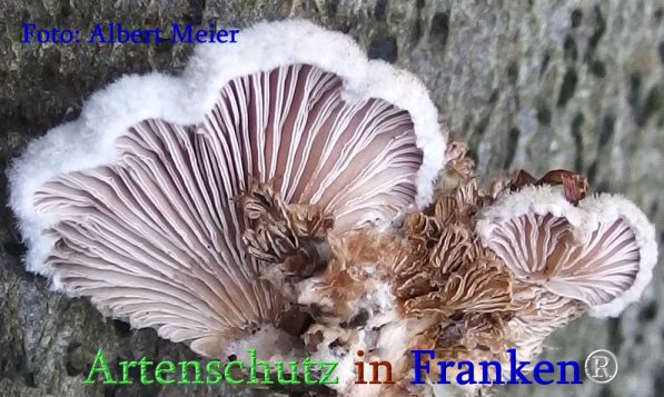 Copyright AiS Albert Meier Bild zum Eintrag (71391-160)