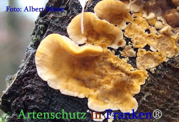 Copyright AiS Albert Meier Bild zum Eintrag (71397-160)