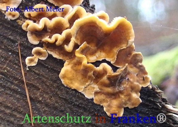 Copyright AiS Albert Meier Bild zum Eintrag (71398-160)