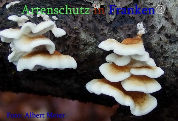 Copyright AiS Albert Meier Bild zum Eintrag (71402-160)