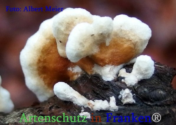 Copyright AiS Albert Meier Bild zum Eintrag (71403-160)