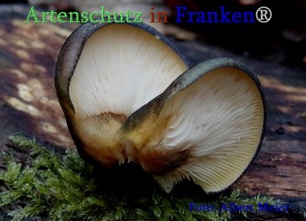Copyright AiS Albert Meier Bild zum Eintrag (71408-160)