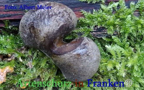 Copyright AiS Albert Meier Bild zum Eintrag (71410-160)