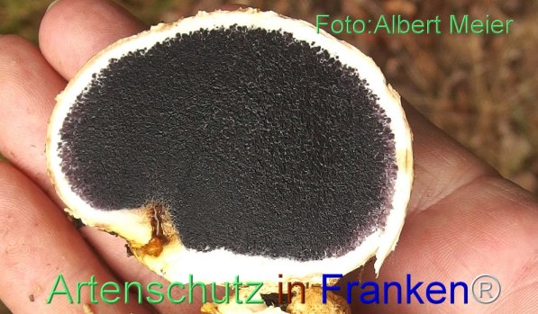 Copyright AiS Albert Meier Bild zum Eintrag (71449-160)
