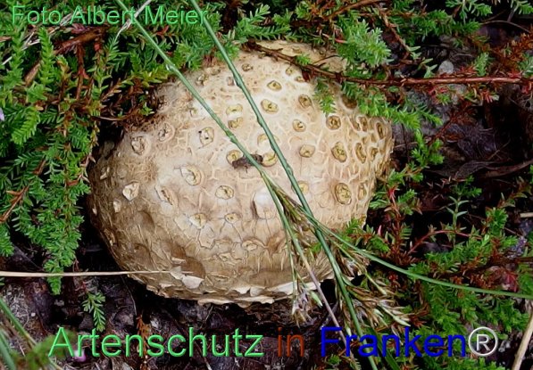 Copyright AiS Albert Meier Bild zum Eintrag (71450-160)