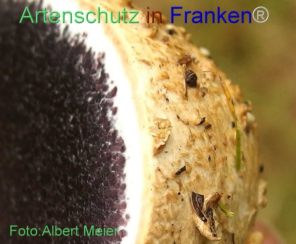 Copyright AiS Albert Meier Bild zum Eintrag (71453-160)