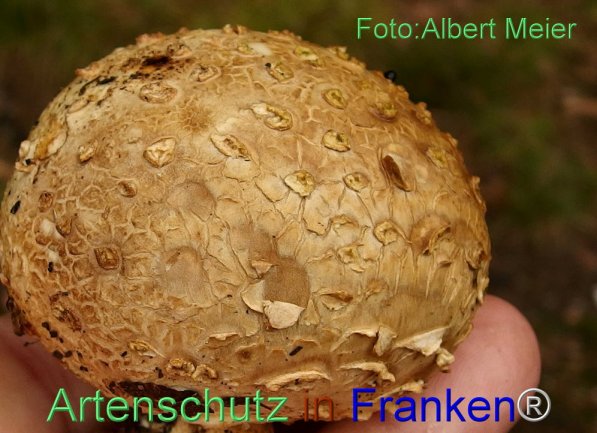 Copyright AiS Albert Meier Bild zum Eintrag (71454-160)