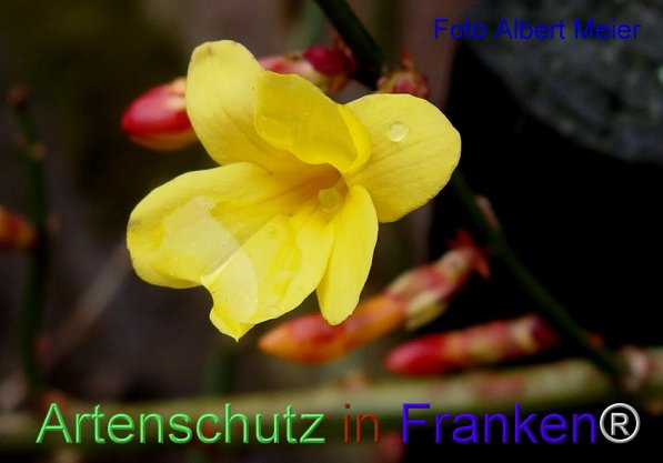 Copyright AiF - Albert Meier Bild zum Eintrag (72129-160)