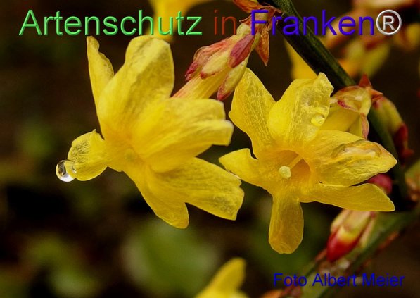 Copyright AiF - Albert Meier Bild zum Eintrag (72130-160)