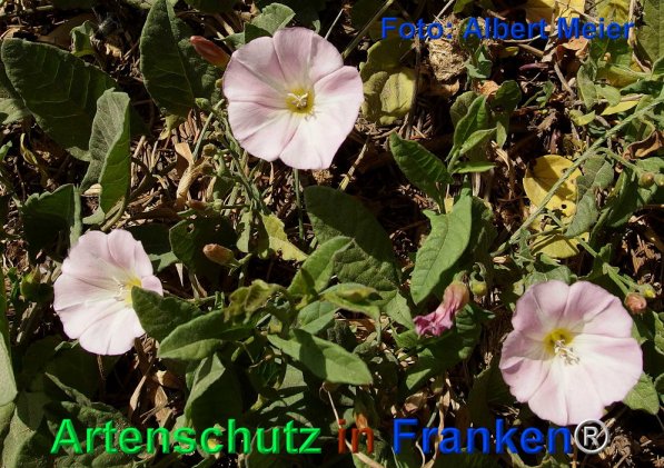 Copyright AiF - Albert Meier Bild zum Eintrag (72481-160)
