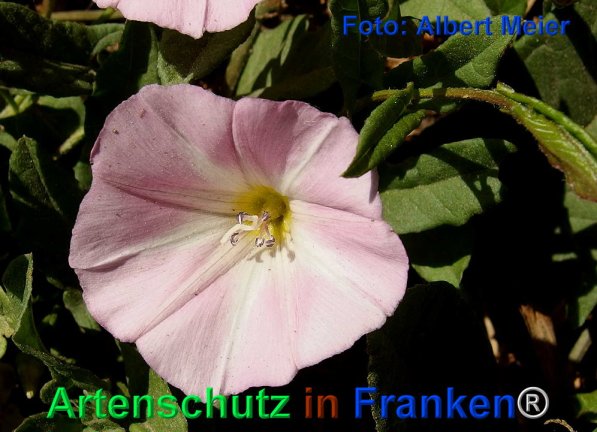 Copyright AiF - Albert Meier Bild zum Eintrag (72482-160)